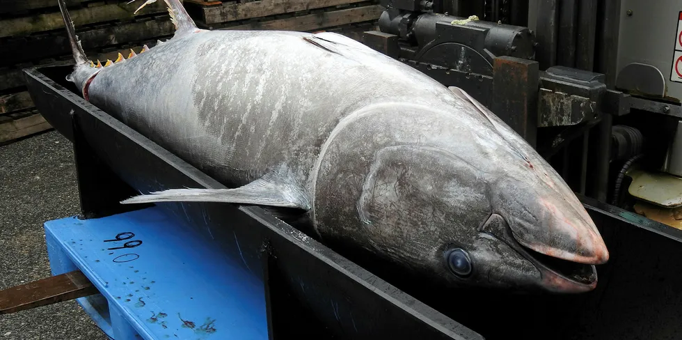 Makrellstørja har de siste årene kommet tilbake til norske farvann. Stadig kommer det meldinger om størjer som går inn i oppdrettsanlegg, og dermed forårsaker rømming. Fisken på bildet har ingenting å gjøre med denne konkrete saken.