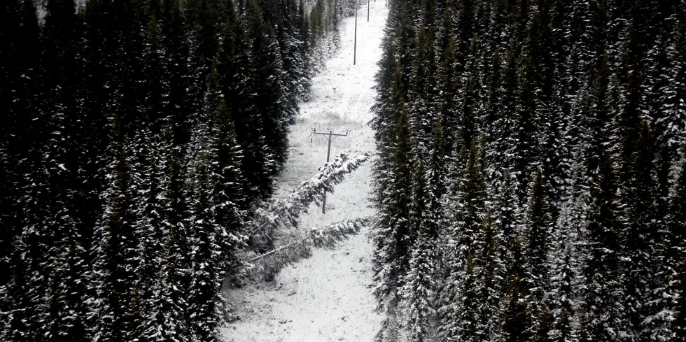 Vonett advarer mot strømbrudd. Mye snø og mye vind kan føre til trefall som på dette arkivbildet.