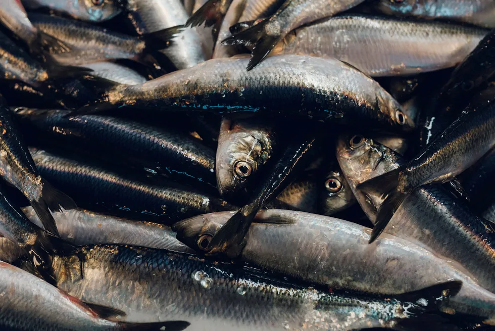 Sild klekker for det meste nær havbunnen, der det også naturlig er høyere CO 2-nivåer. De er derfor sannsynligvis bedre tilpasset havforsuring enn andre fiskearter er, som for eksempel torsken som klekker nær overflaten, skriver artikkelforfatteren. Foto: Tommy Ellingsen