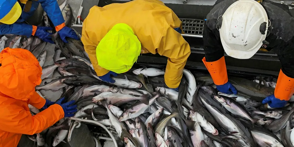 LEVENDEFANGST: Lofotbåten «Ballstadøy» har vært sentral i forskningsprosjektet på levendeleveranser av hyse. Her under hysefiske i fjor vår.