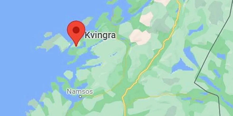 Kvigra i Trøndelag. Kvigra i Trøndelag.