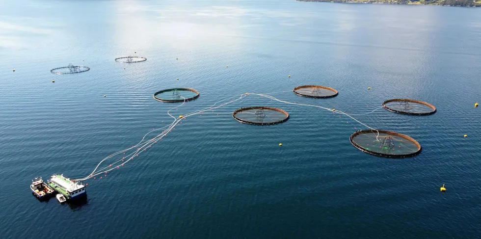 Gadus Group driver torskeoppdrett i Voldsfjorden. Selskapet har inne flest søknader om nye lokaliteter for oppdrett av torsk