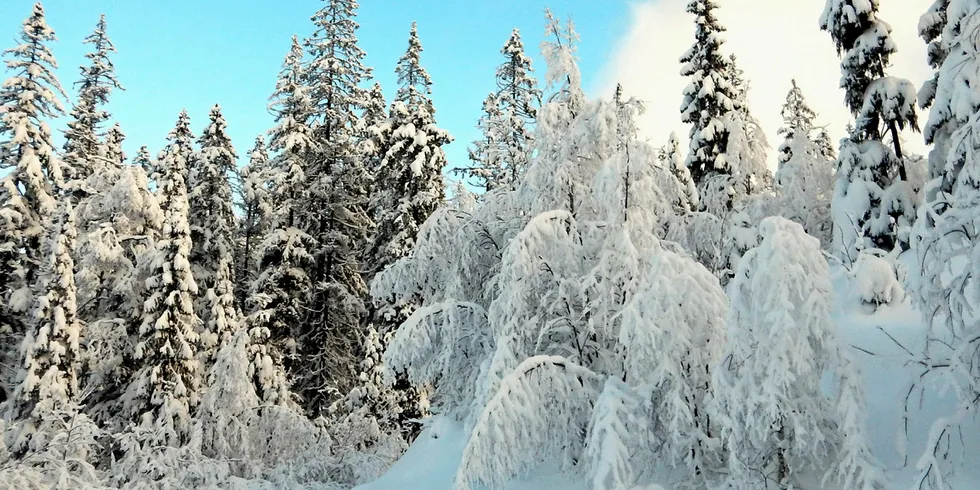 24 Markedskommentar. Vinter.