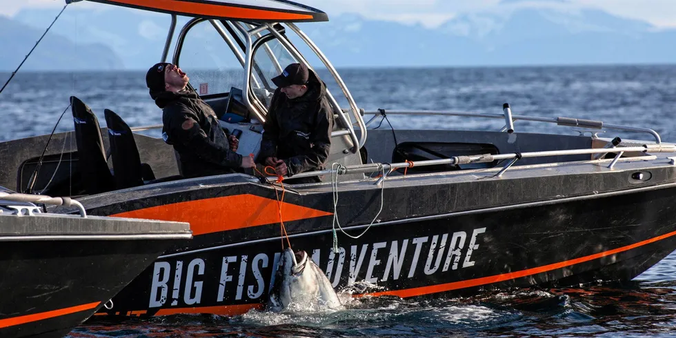 Fisketurister hos havfiskebedriften Big Fish Adventure på Sørøya. Turistfiskebransjen har hatt to vanskelige sesonger.