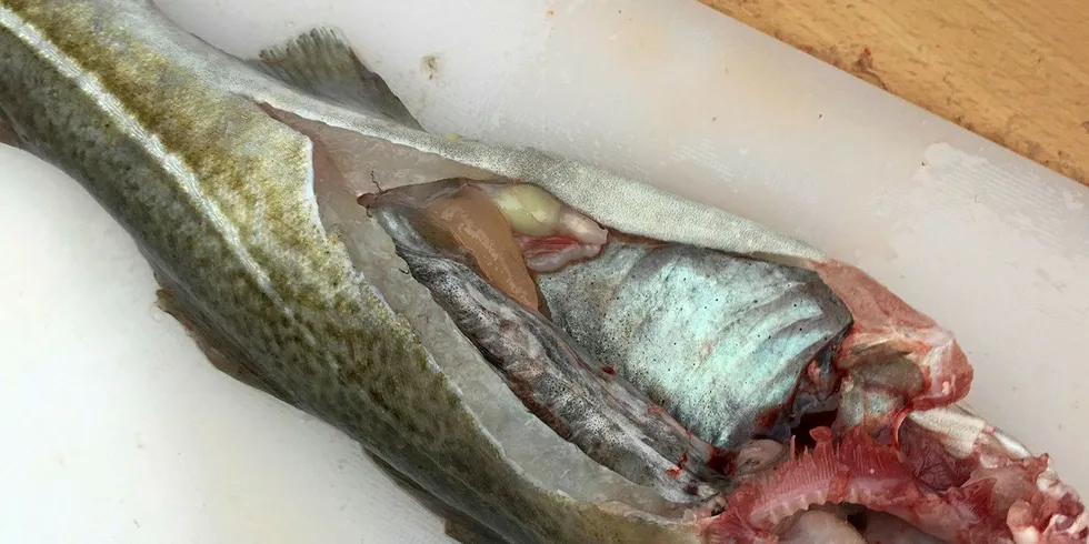 PARASITT: Kveis, eller rundorm, setter seg som oftest på fiskens innvoller.