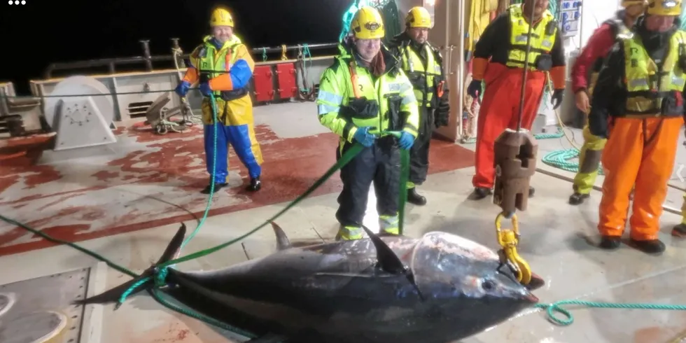 In recent years there have been a number of incidents in Norway and Scotland in which bluefin tuna have burst through the netting of salmon pens while chasing mackerel at high speed.