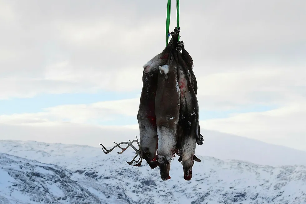 Som et ledd i kartlegging av skrantesyke er det besluttet at all storbukk i villreinstammen på Hardangervidda skal skytes ut kommende høst. Innleggsforfatterne er bekymret for vedtaket.