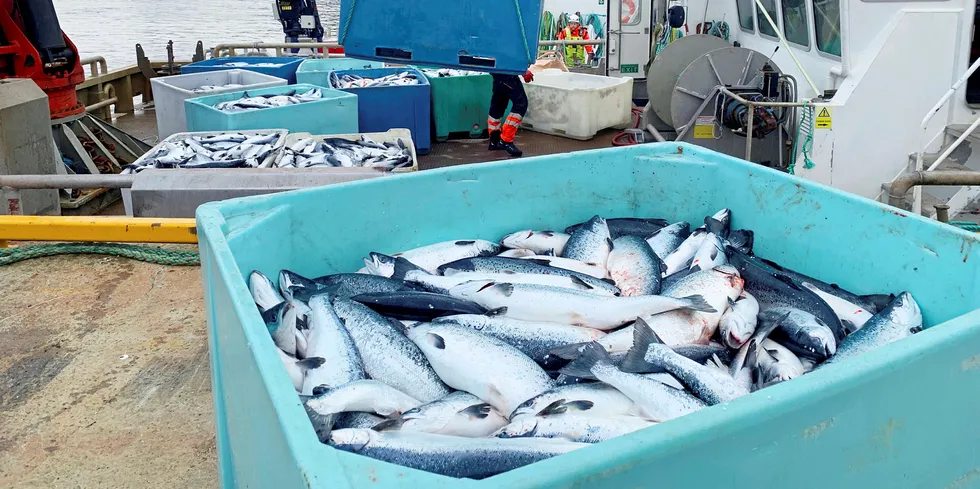 RAMMET: Noe av fisken som har dødd som følge av algene.