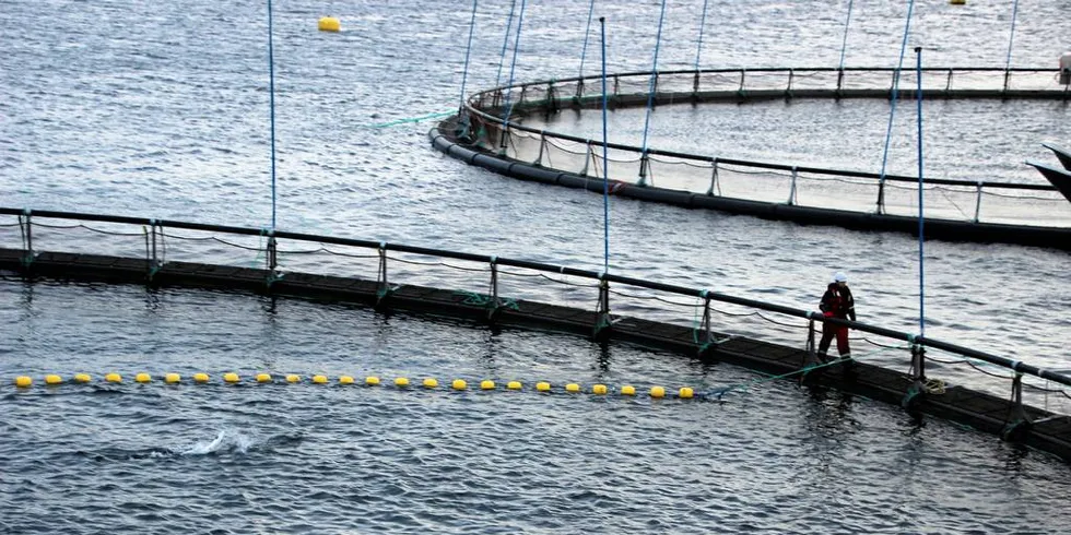 DIREKTE: En slaktebåt som er under bygging skal hente laksen direkte fra merdene, slakte den om bord og frakte fisken direkte til markedet.Foto: Anders Furuset/Intrafish