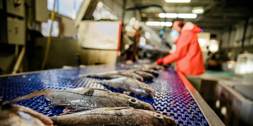 I MINK: Hysefangstene går i mink, mener kystfiskerne i nord, og antyder at havforskerne ikke lenger har kontroll på bestanden.Illustrasjonsfoto: Per Thrana