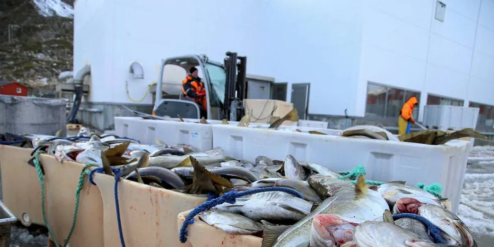 LABERT: Det har vært laber aktivitet på kystfiskekvoten på torsk. Nå forsøker direktoratet å stimulere til økt torskefiske for fartøyene som er omfattet av ordningen.Ill.foto: Silje Helene Nilsen