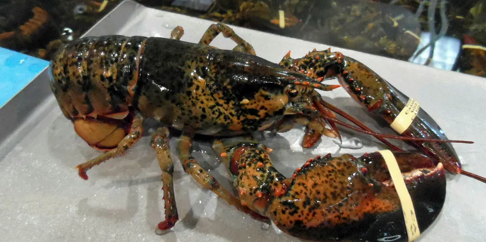 Nova Scotia reignites live lobster shipping to China after coronavirus disruption