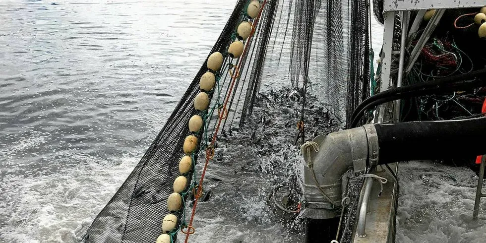 PUMPING: Makrellen har igjen dukket opp i fangstbare forekomster i nord. Her pumpes «rette sorten» om bord i kystnotbåten «Meløysund Jr» for få dager siden.Foto: Privat/Einar Meløysund