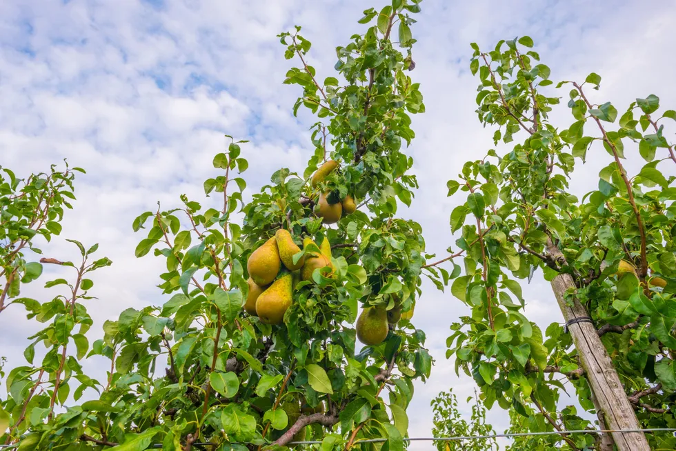 Pear trees at an orchard in Belgium