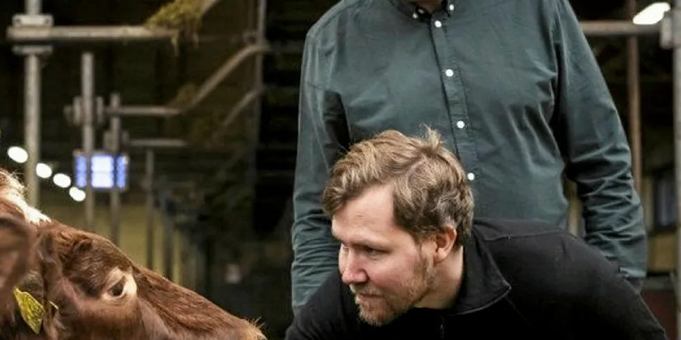 Ved å fange opp metangass som slipper ut når kyr raper på båsen, vil SINTEF-forskerne Tor Olav Sunde (foran) og Yngve Larring utnytte ubrukt energi – og spare klimagassutslipp i samme slengen. Her er de i fjøset på Bygdø Kongsgård som er med på forskningsprosjektet.