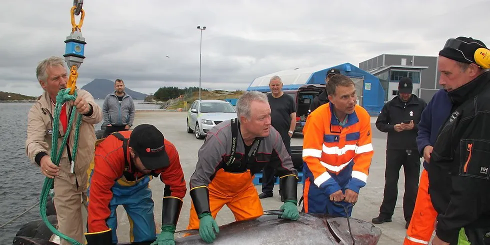 Tore Hillersøy (t.v.) mener en loddtrekning på hvem som får delta på størjefiske ikke blir rettferdig om en båt kan stille med flere fartøy i trekningen. Her sammen med Steffen Hillersøy, Fred Willy Rogne og Jostein Hillersøy. Arkivfoto: Torhild Måkestad Martinussen