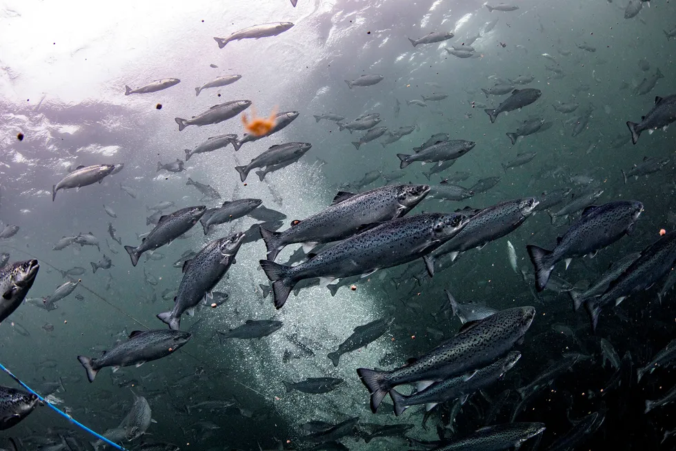 laksemerdene for å sjekke om det er hull i veggene og se at alt fungerer. I denne laksemerden er det cirka 2000000 laks på 1 kg. Foto: Aleksander Nordahl