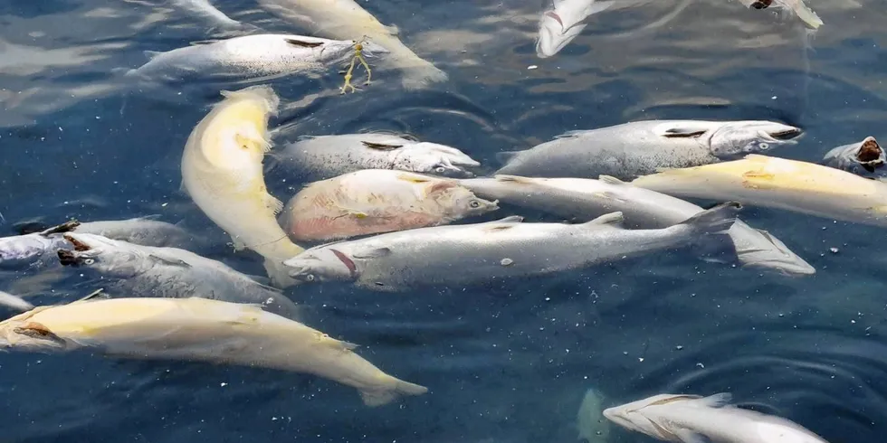 Livløs fisk flyter rundt på bilde tatt av Mattilsynet i forbindelse med uanmeldt inspeksjon av bløggebåten «Seivik» ved Lerøy Seafoods oppdrettsanlegg på Reitholmen ved Hitra.