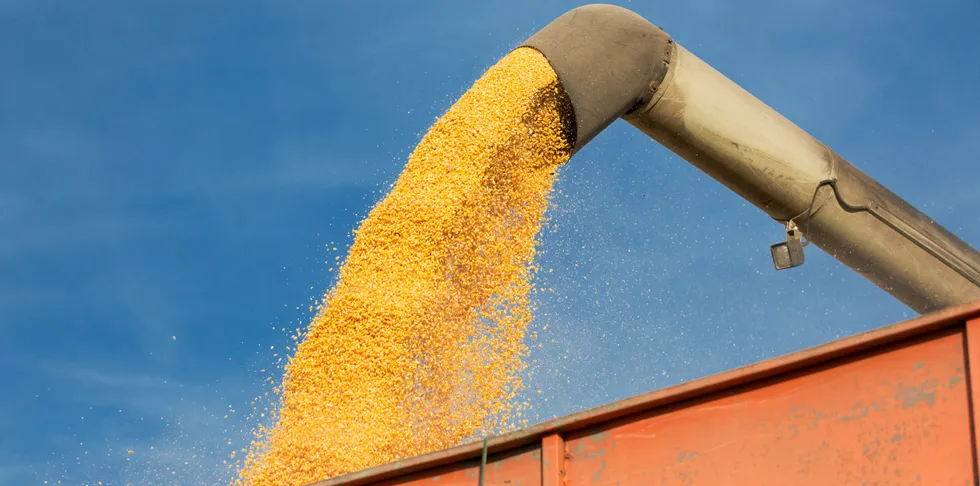 Pouring soy bean into tractor trailer. Soy is just one of the feed ingredients whose prices are rising.