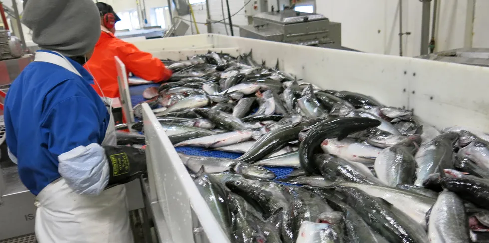 Året har startet godt for norsk fiskerinæring og alt tyder på ny eksportrekord, selv om krigen i Ukraina skaper enorme menneskelige lidelser og påvirker sikkerhetssituasjonen i Europa.