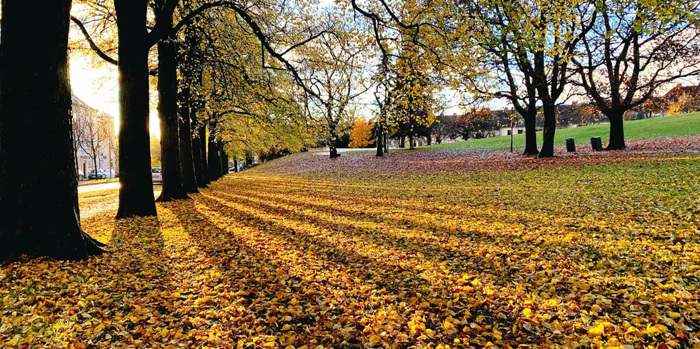 Svært mildt november-vær holder strømprisen nede, enn så lenge. Blir det normale vinter-temperaturer fremover kan prisen stige kraftig.