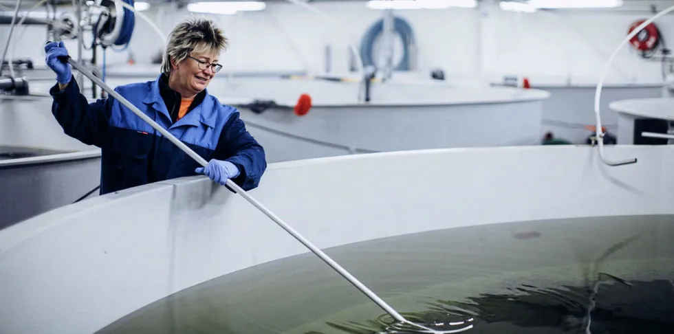 Glimt fra hallen til smoltprodusenten Laksefjord AS i Lebesby i Finnmark.