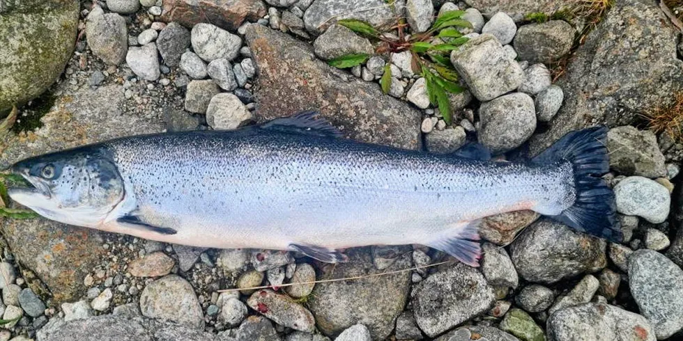 Dette bildet viser en oppdrettslaks som ble fanget i Åna-Sira i begynnelsen av juli i år. Vi kan ikke slå fast at akkurat dette individet er fra Mowi. (Red.anm).