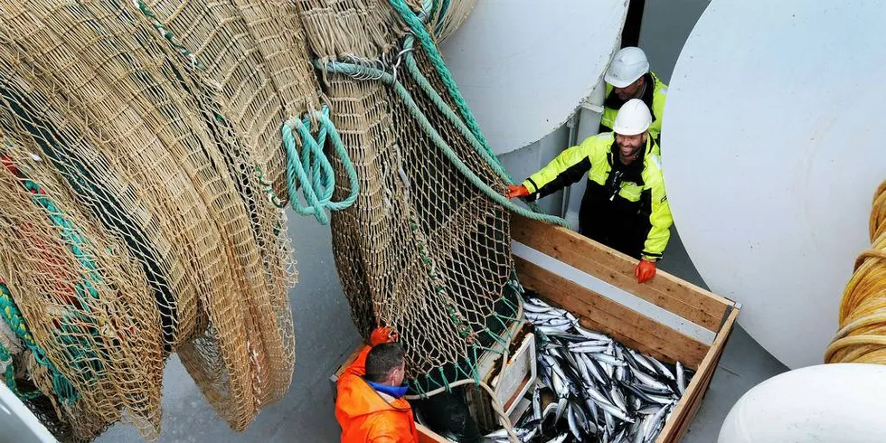 MAKRELLRÅDET 2019: Flere fiskerorganisasjoner har bedt HI stanse kvoterådet for makrell i 2019. De mener ICES ikke har godt nok grunnlag for å gi et råd.Illustrasjonsfoto: Leif Nøttestad, Havforskningsinstituttet