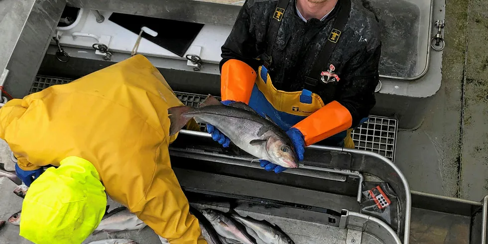 LEVENDE HYSE: Mannskapet om bord «Ballstadøy» i hysefiske på Persfjorden tirsdag ettermiddag. I dag skal de pumpe levende fisk over i mottaket hos Båtsfjordbruket.