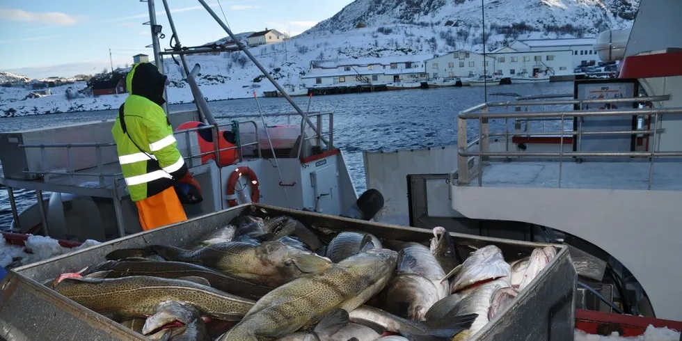 Allerede torsdag var det landet 18.800 tonn fersk torsk denne uken. Det begynner å ta seg kraftig opp på kvantum. Her fra Gunnar Klo på Stø med stor og fin skrei på kaia. Foto: Tommy Hansen