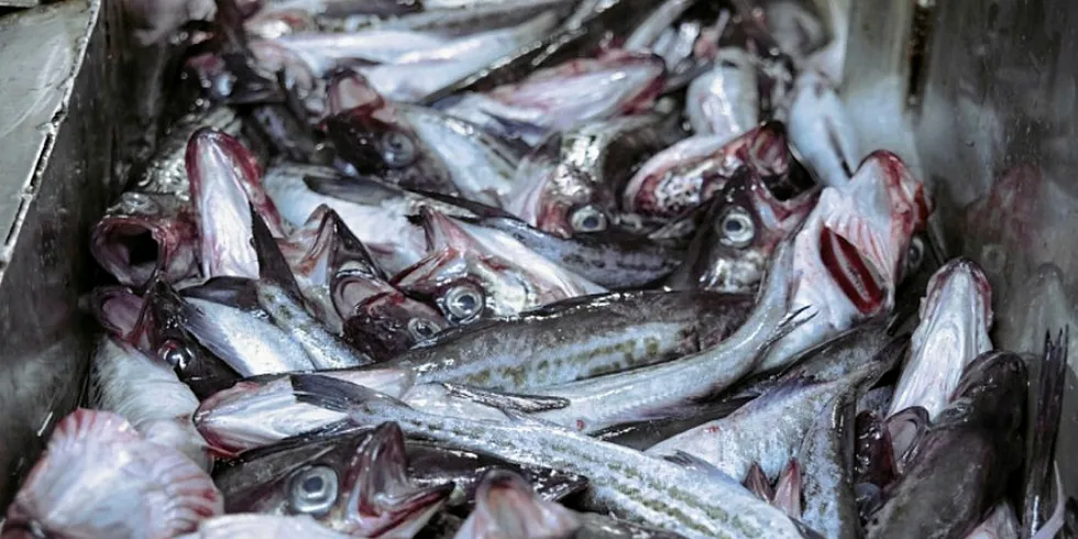 Another facility is a pollock and herring processing plant to be built in Vladivostok by Russian Pollock, a subsidiary of Russian Fishery, in partnership with DV Invest.