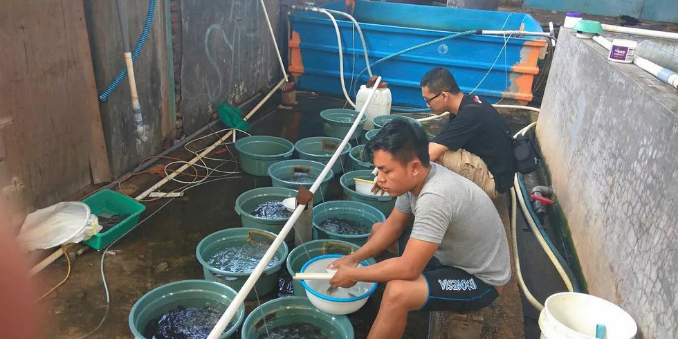 Grouper and shrimp are the most popular species grown on the platform.