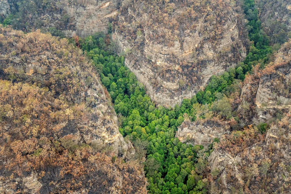 Brannmannskaper har klart å redde de sjeldne trærne, som har vært gjemt i en kløft i verdensarvområdet Blue Mountains nordvest for Sydney i New South Wales. Delstaten har vært rammet av en av de største skogbrannene i Australia de siste månedene.