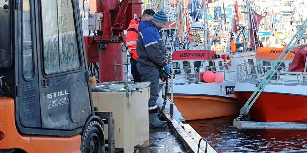 FORTSATT LOFOTSESONG: Lofotsesongen startet både tidlig, og virker også å fortsette utover i april. Her fra Jangaard Exports anlegg i Henningsvær.