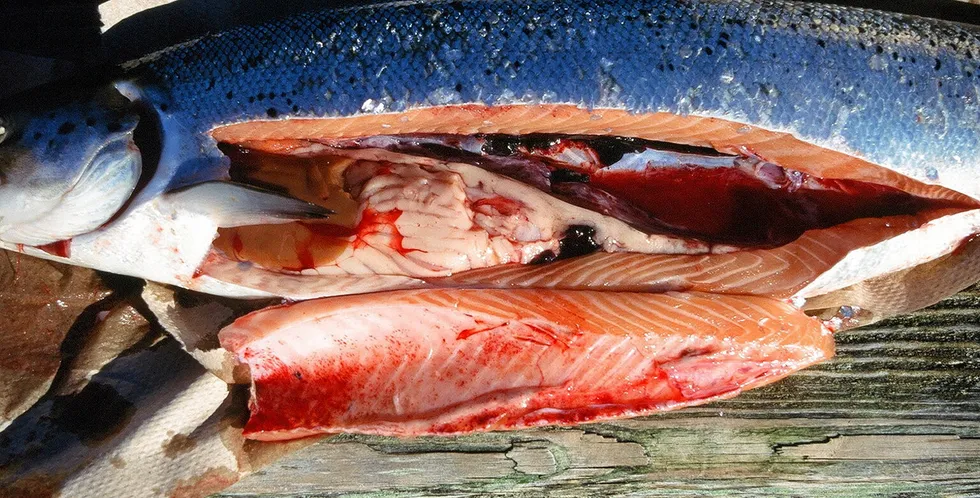 . Fisk med Infeksiøs hematopoetisk nekrose (IHN). Fisk med sirkulasjonsforstyrrelser, blødninger og ascites. Makroskopiske forandringer hos moribunde fisk med IHN kan være lik forandringer man kan se hos fisk med ILA.