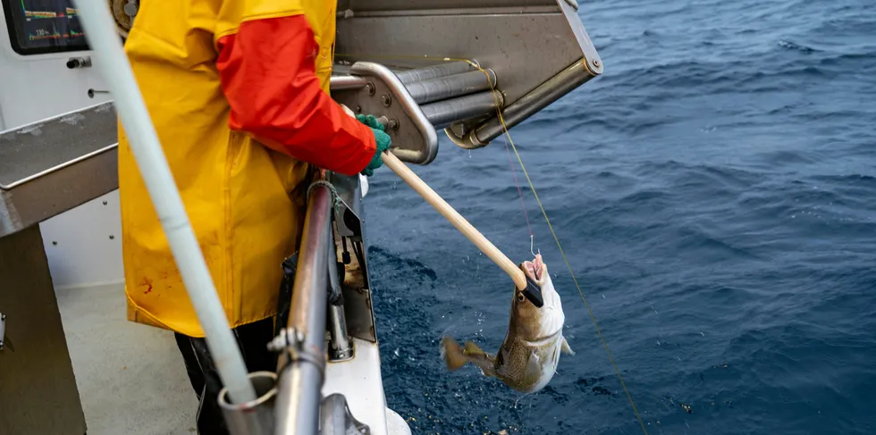 Fiskebåt skriver om torskekvoten: Spøkelset fra 1990. Her fra linefiske i Båtsfjord 33 år senere.