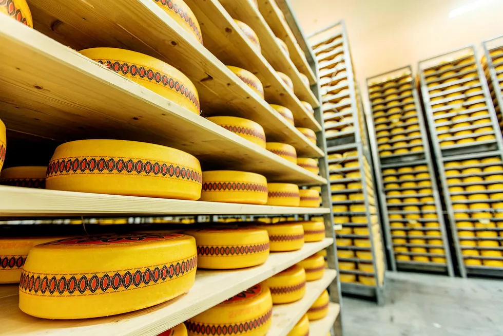 Store melkevolumer står på spill når Tine flagger ut eksportproduksjonen av Jarlsberg til Irland. Her Jarlsbergost på Jæren. Foto: Bo Mathisen/Tine