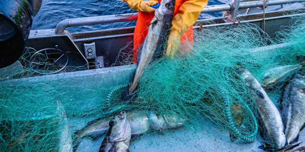 Forskere har spurt forbrukere om de tror at fisk kan oppleve smerte.