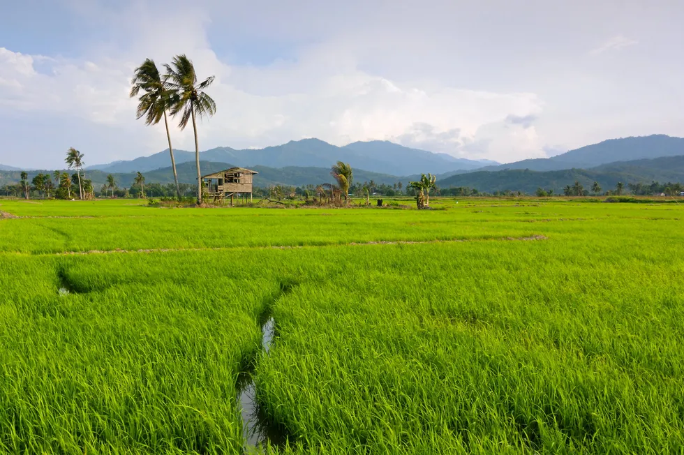 A paddy field in Kota Marudu in the Malaysian state of Sabah.