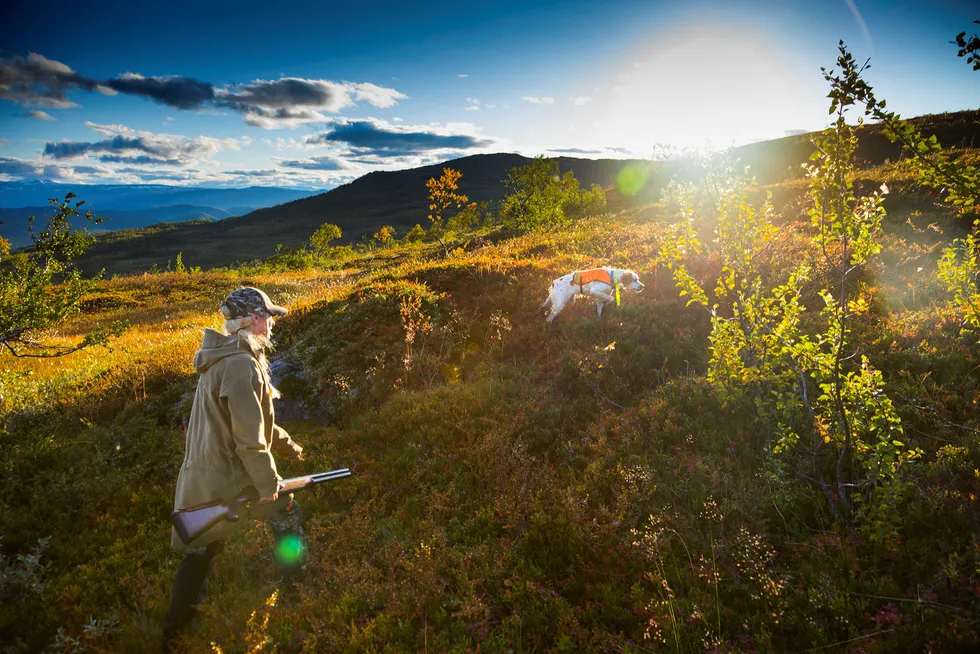 Lise Ailin Lorentzen (31) går opp til Bretonen Thea i høstgule Vassbotnfjell. Fuglehunden har stand, men løser så ut selv. Det er mindre rype i disse fjellene enn på lenge. Foto: Gunnar Lier