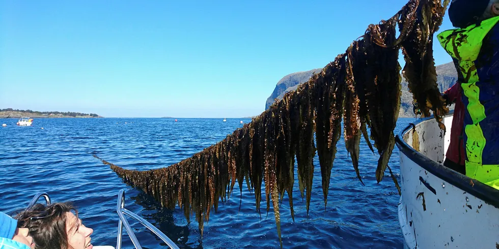 Alaska Seaweed farming research is getting a boost from the federal government.