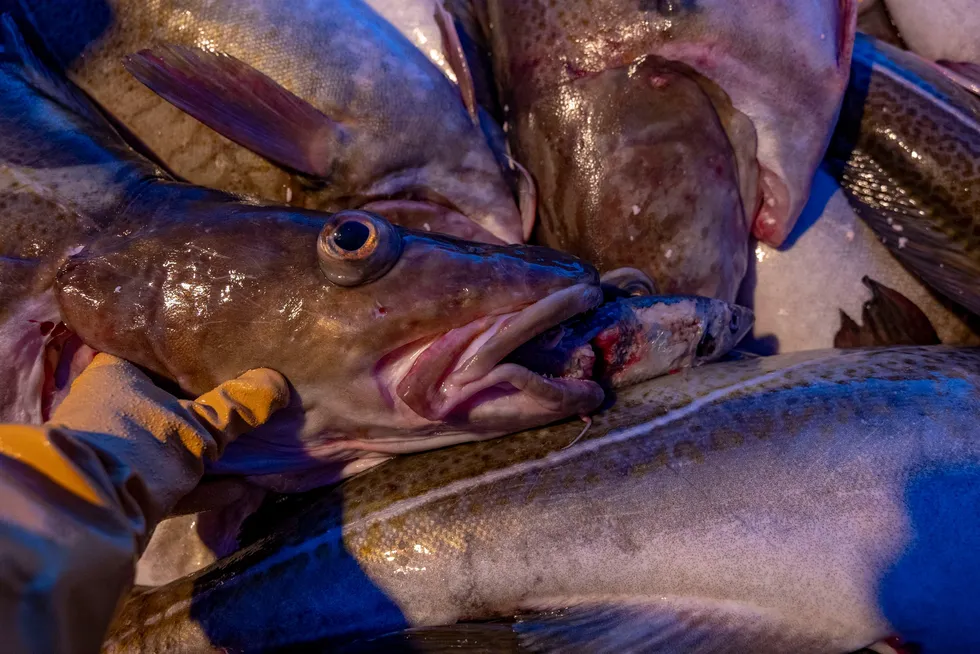 Et innsig av lodde er ventet utenfor Sørøya. Der har flere fiskere sett og lukta gammel lodde i torsken de siste dagene. Det forventes dermed et noe slappere fiske de kommende dagene.