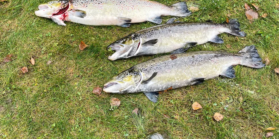 Rømt oppdrettslaks samlet opp ved Vik i Sognefjorden.