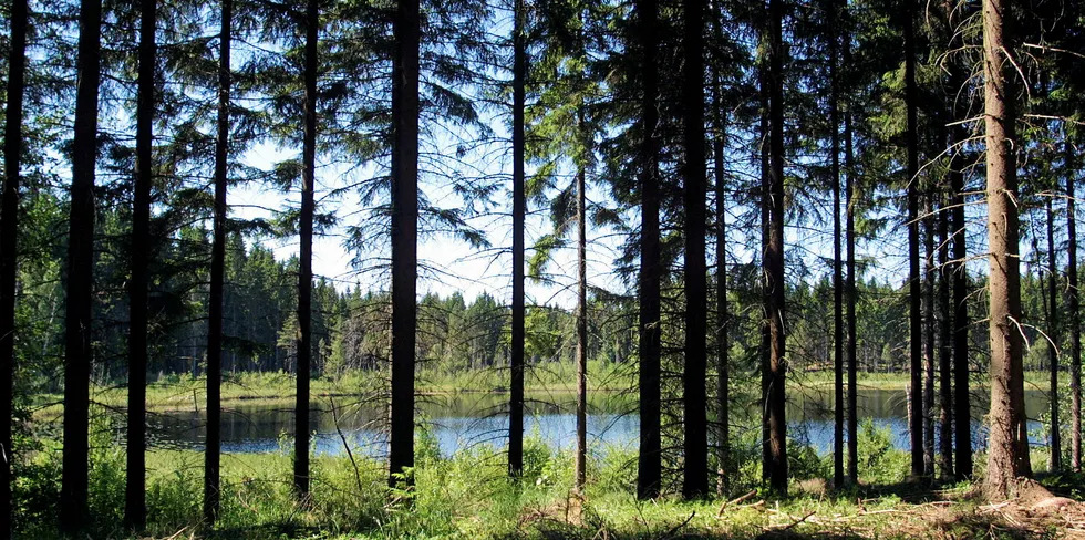 Kan vi finne ingredienser til laksefôret i skogen?