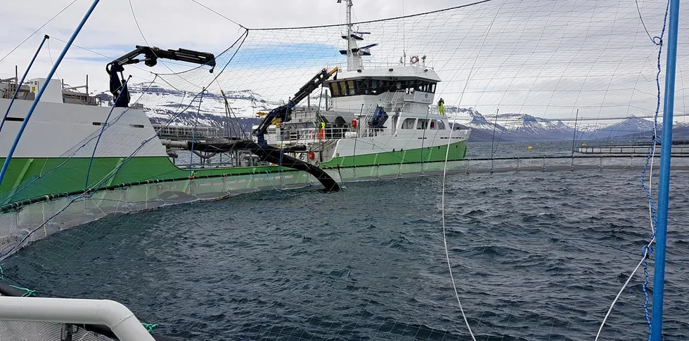 Mottak av smolt på Laxars lokalitet Sigmundurhus i Reydarfjördur, Island.