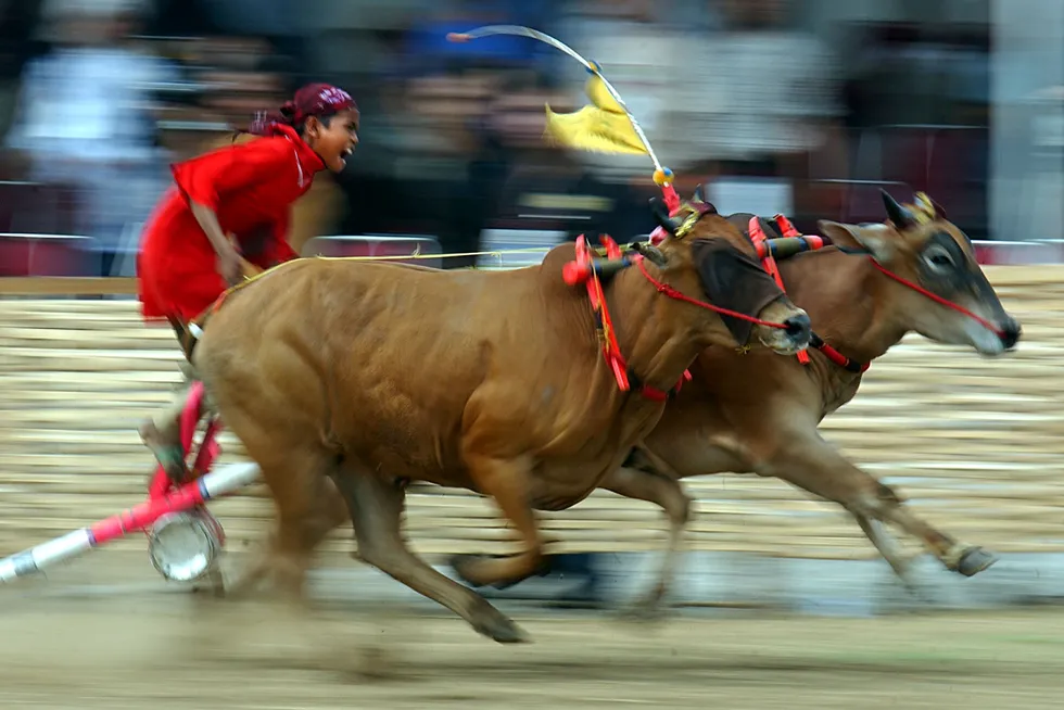 Tradition: the Madura Island-East Java traditional cow race - Kerapan Sapi.