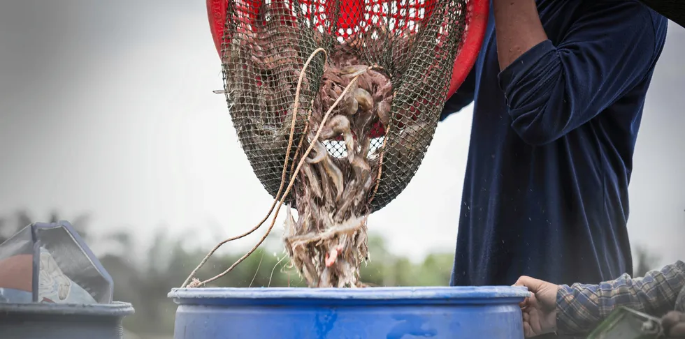 Proposed amendments to India's coastal aquaculture bill include bringing all farm licencing and renewal online, the "easing out" of many regulations.