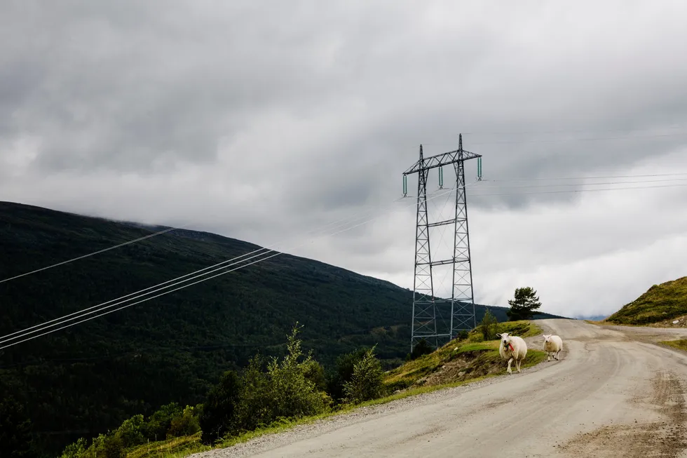 Strøm er et langt mindre prisfølsomt produkt enn for eksempel sukker, skriver artikkelforfatteren.