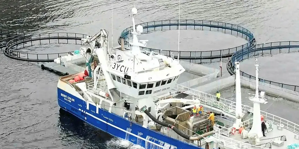 TORSKEHOTELL: Lofotbåten «Bernt Oskar» leverer levende torsk i merd utenfor Havøysund i slutten av april.