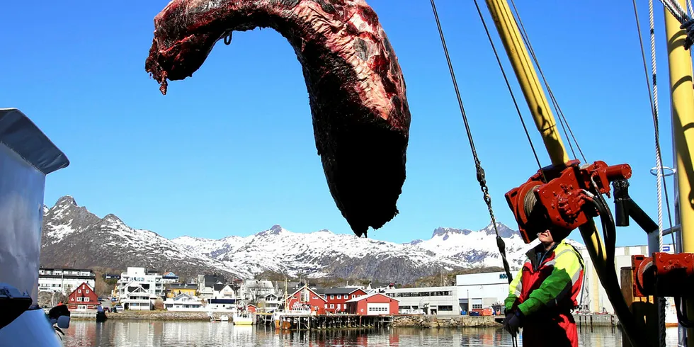 BAK FJORÅRET: Det har vært en treig start på årets vågehvalsesong. Bildet viser «Åse-Karin» i leveringa hos Lofothval i Svolvær i mai i fjor.